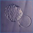 Hatched Blastocyst